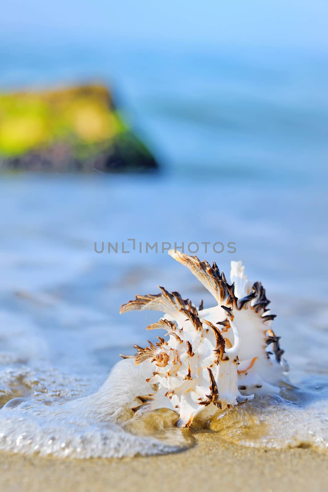 seashell on the seashore shoot in a natural background