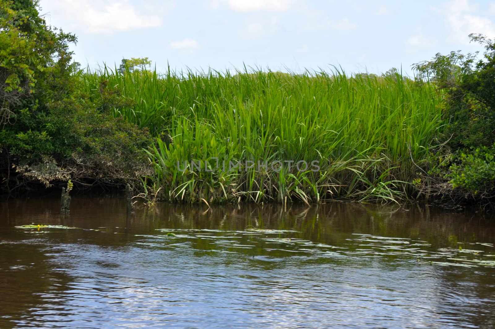 Waccamaw River by RefocusPhoto