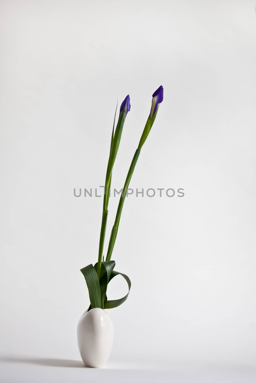 Ikebana with two irises on the light background