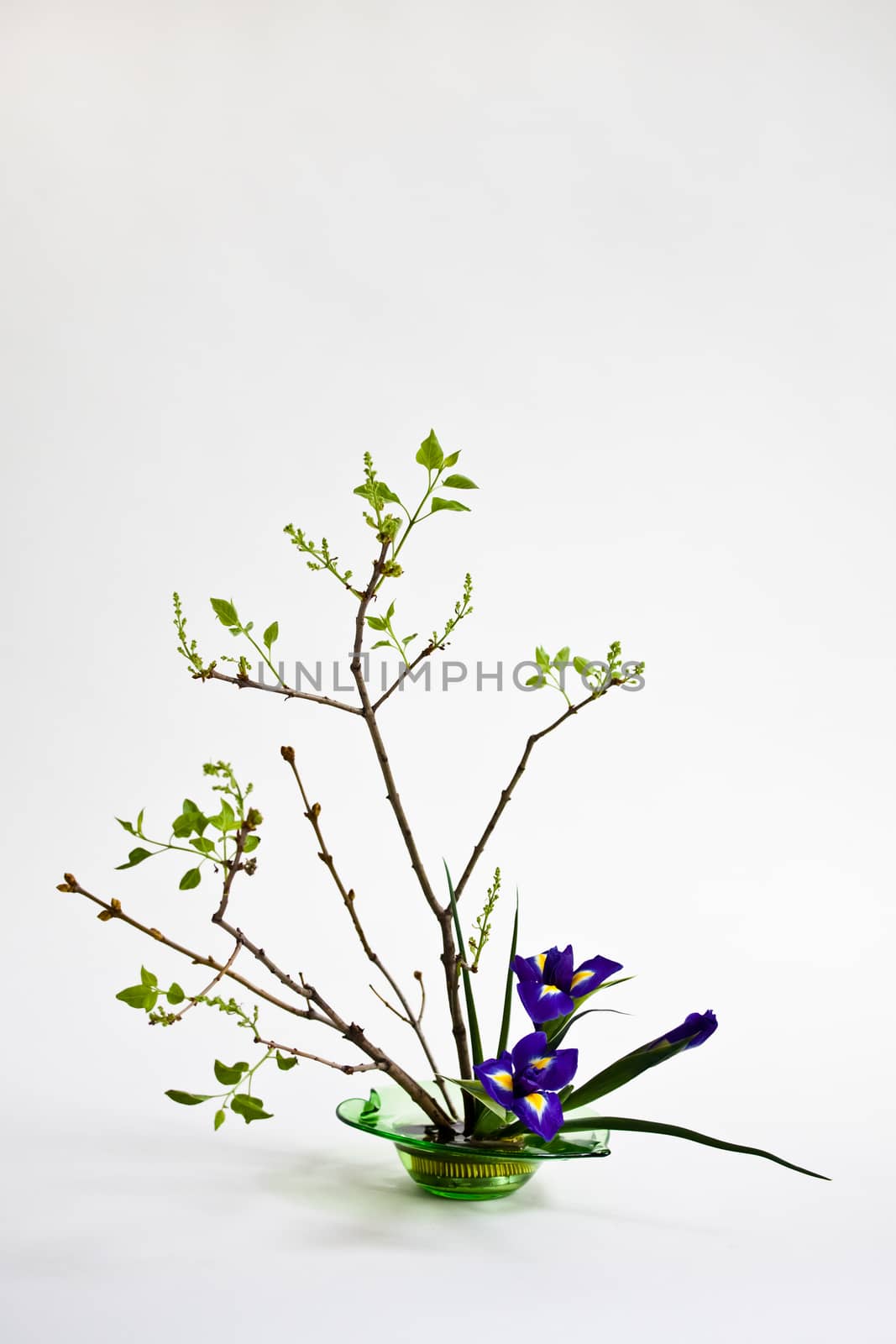 Ikebana with irises and lilac on the light background