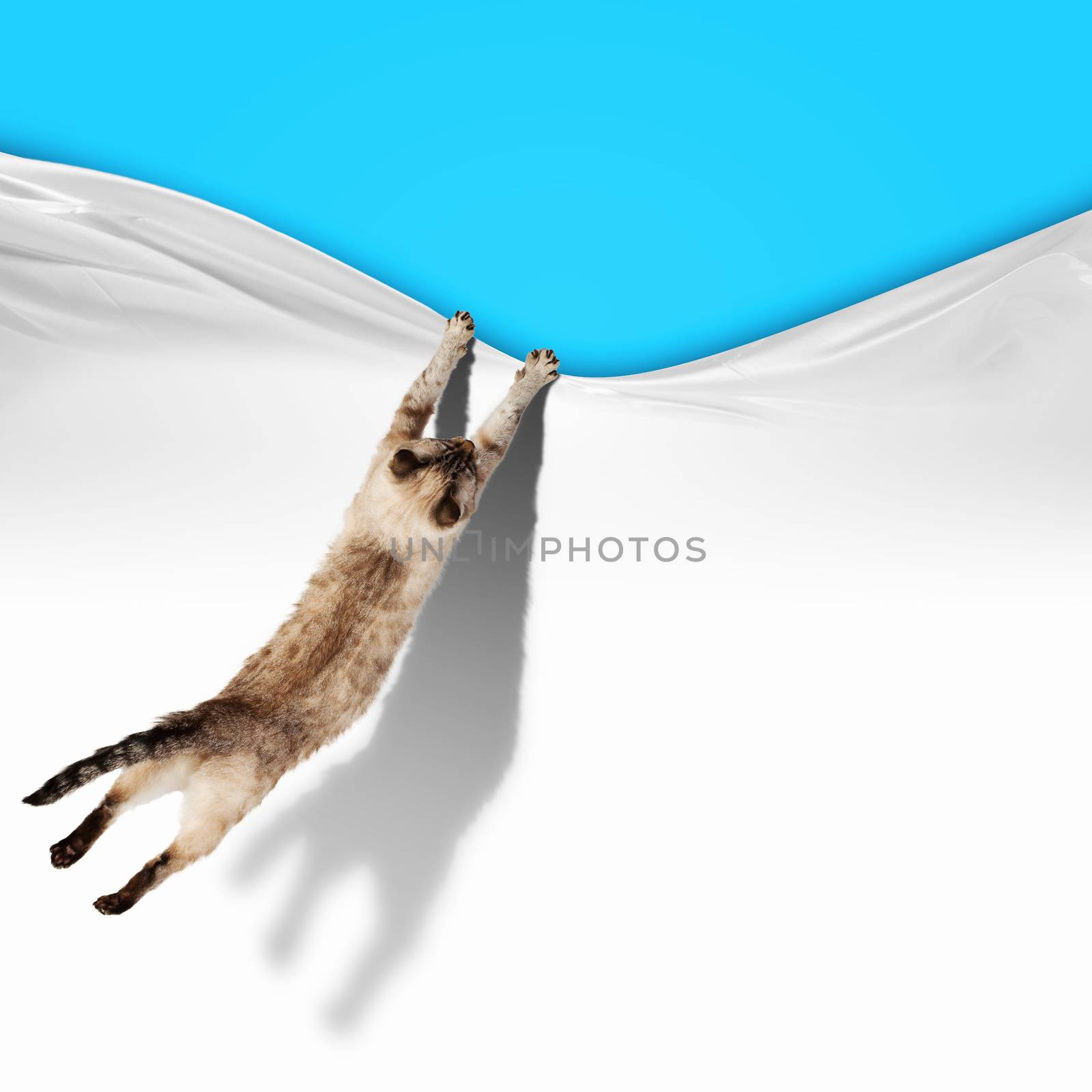 Image of jumping Siamese cat playing with with sheet