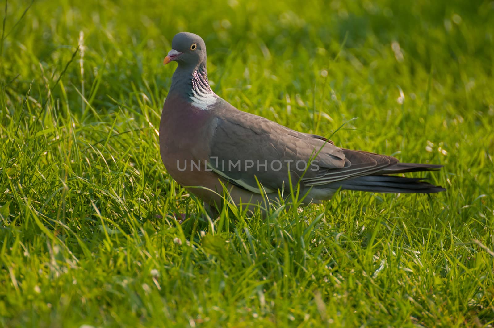 Pigeon by Gucio_55