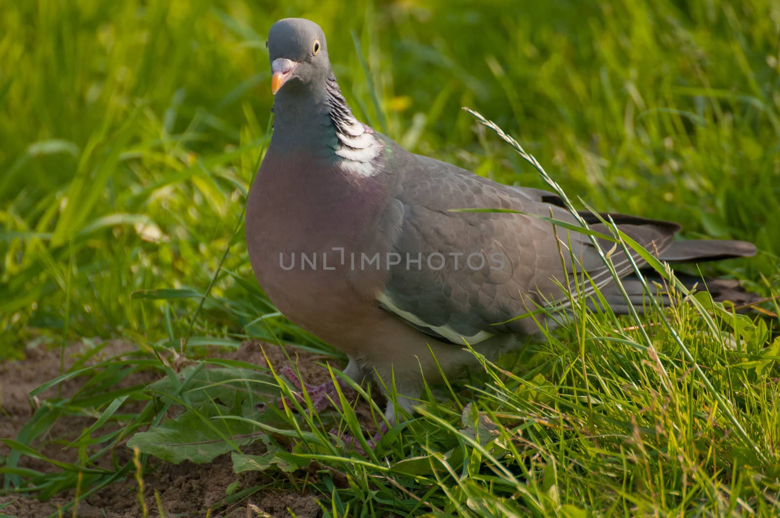 Pigeon by Gucio_55
