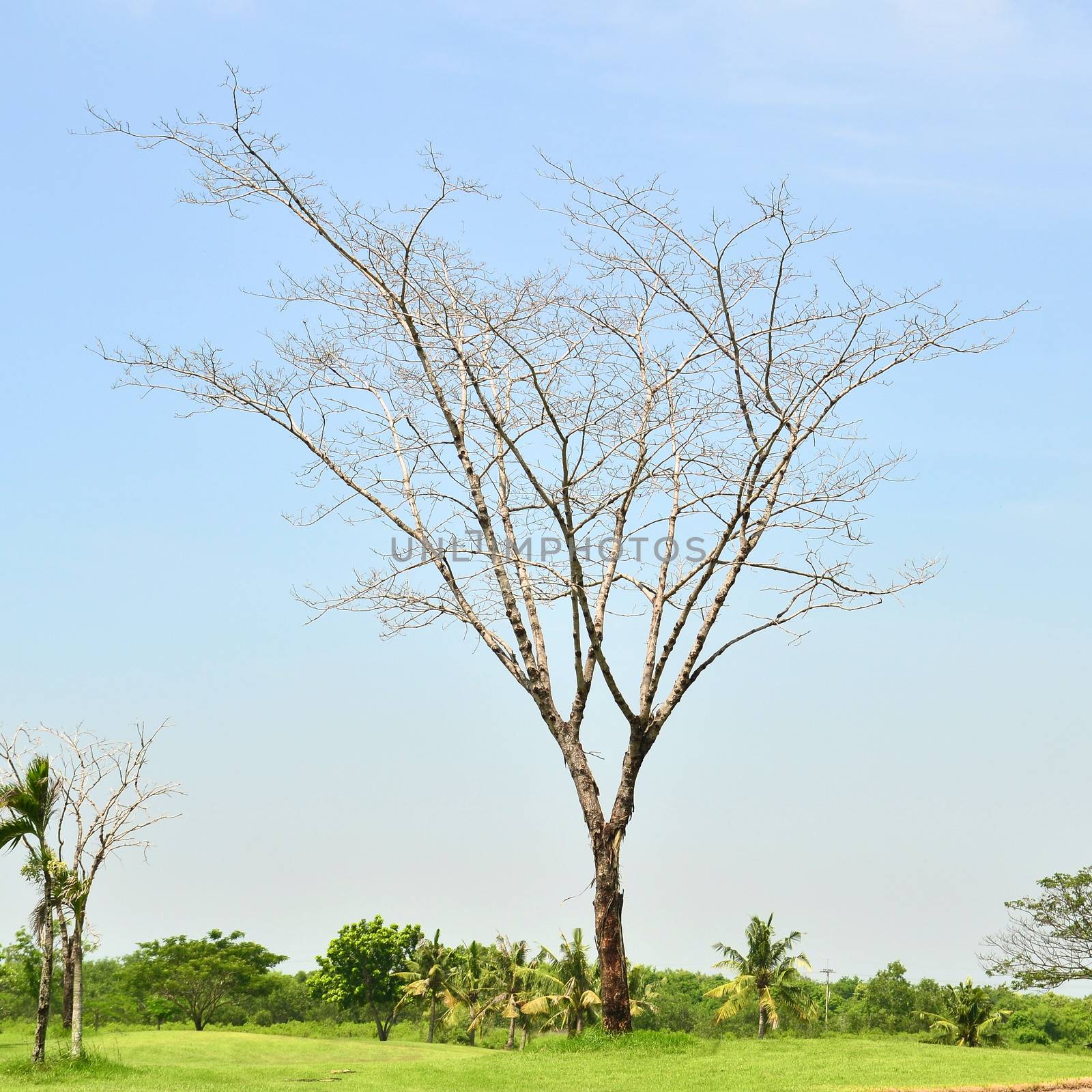 death tree by antpkr