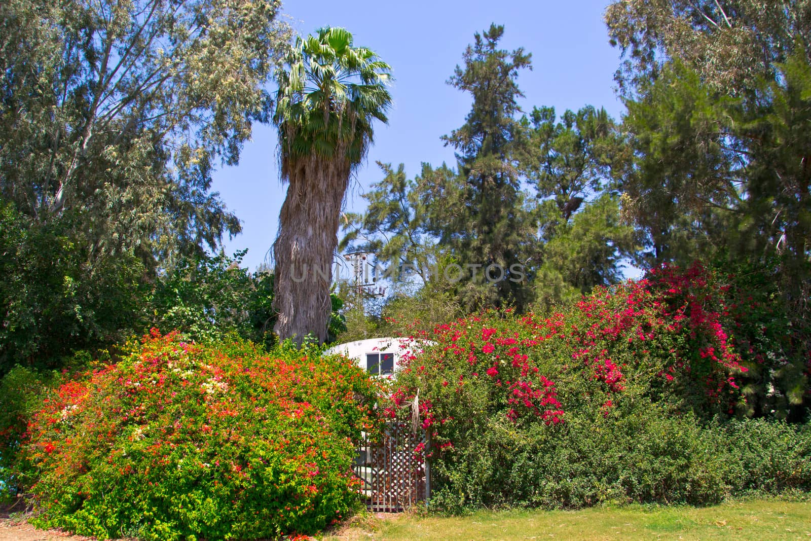 Landscaped garden