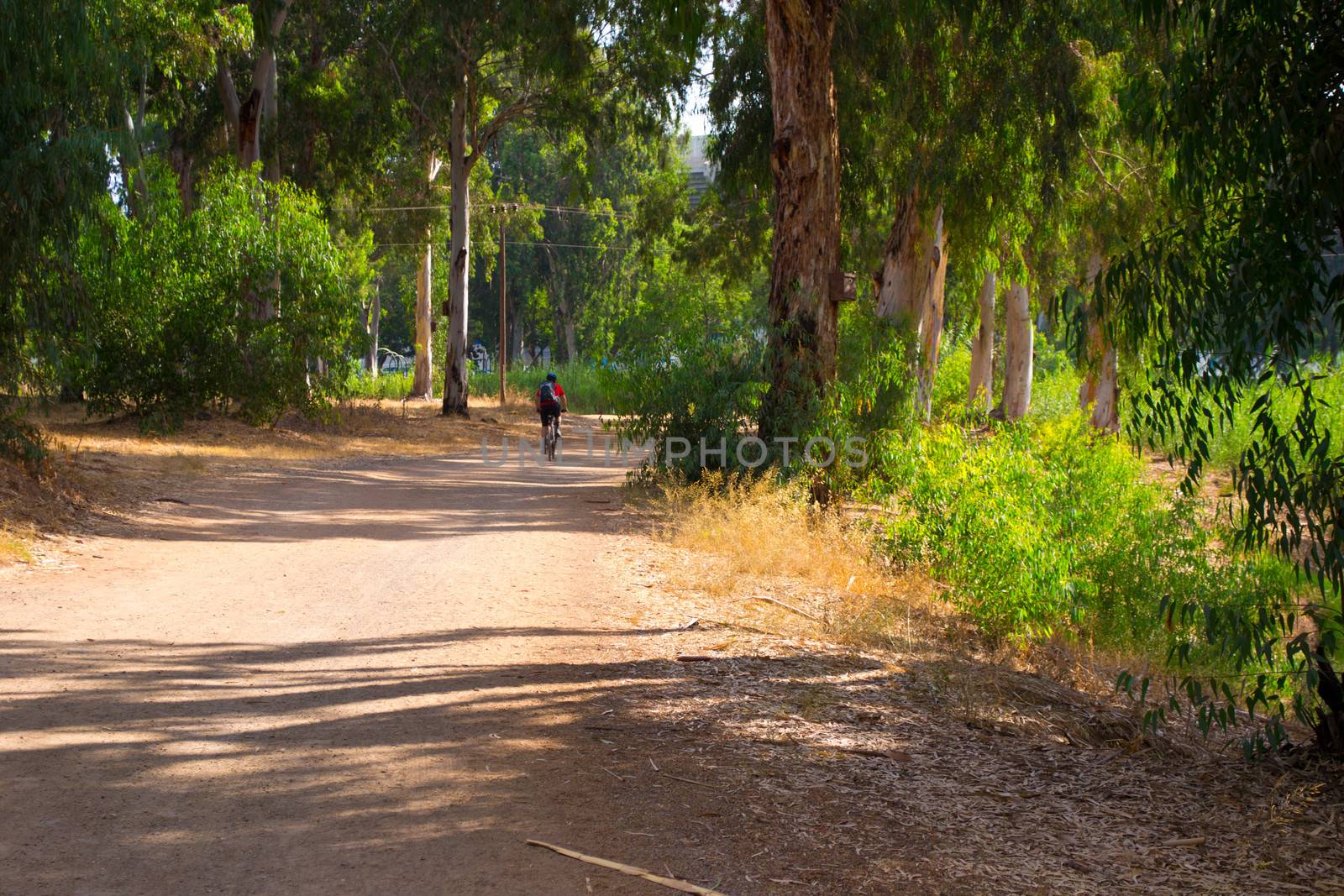 A photograph of a road in summer,Israel,Tel Aviv,park Yarkon