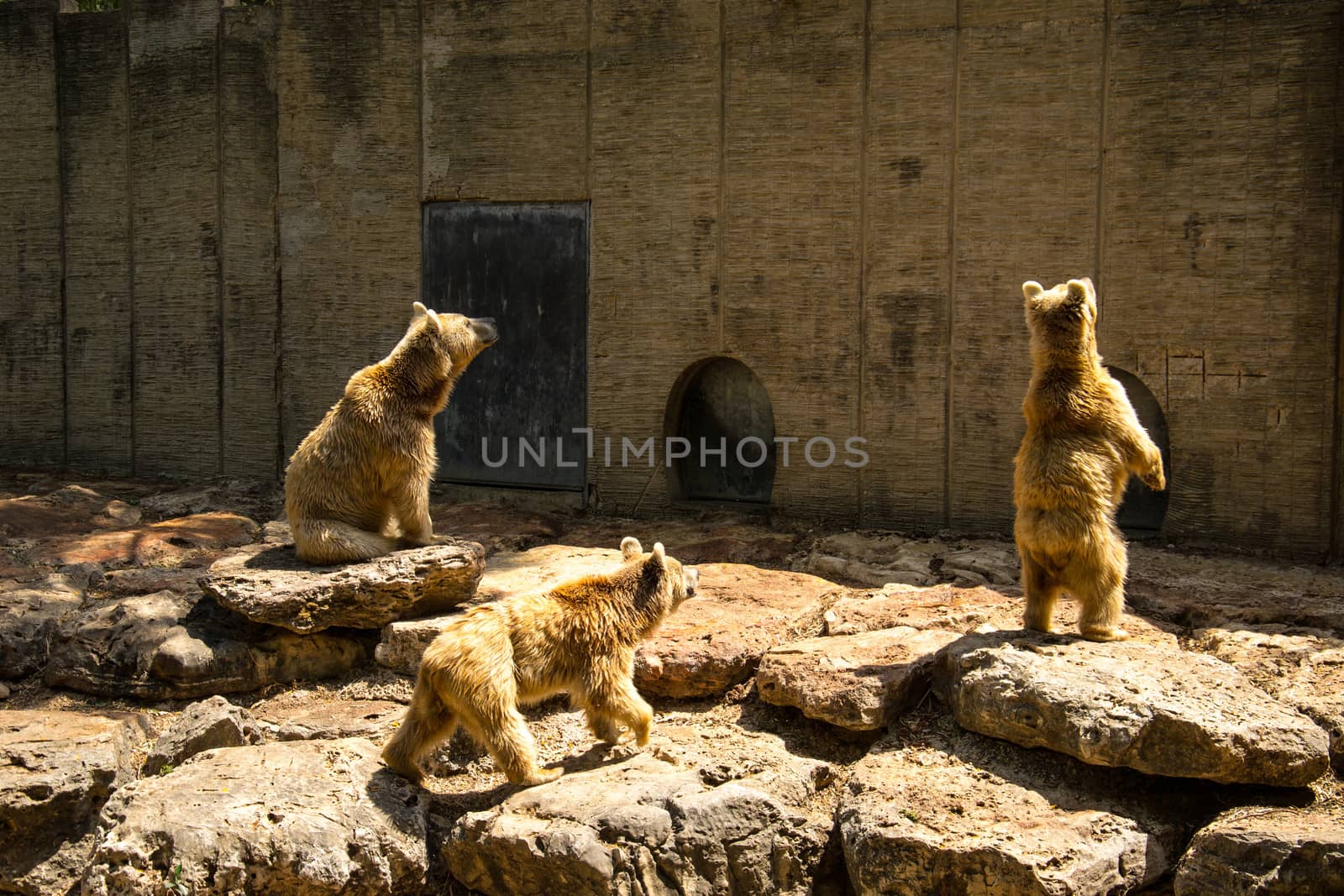 Brown Bears by slavamalai