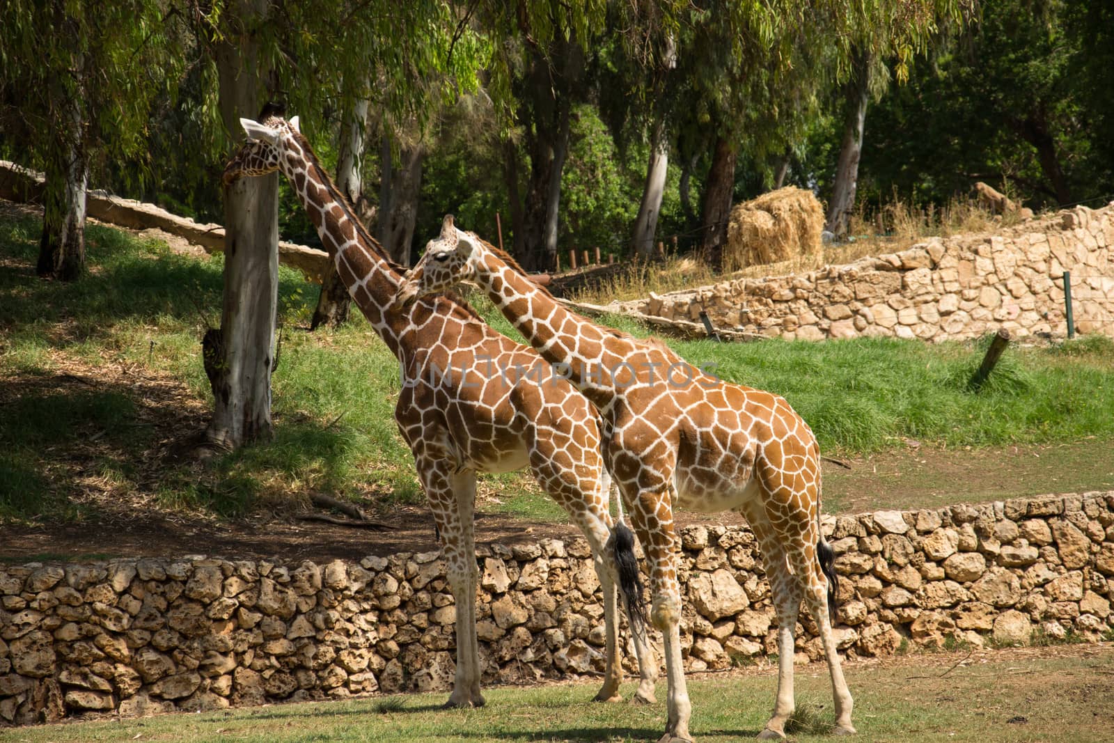 A pair of giraffes in a park