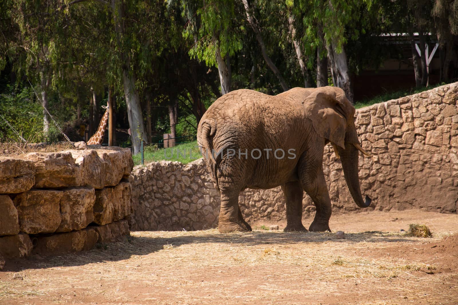 A male elephant walking calmly in the zoo