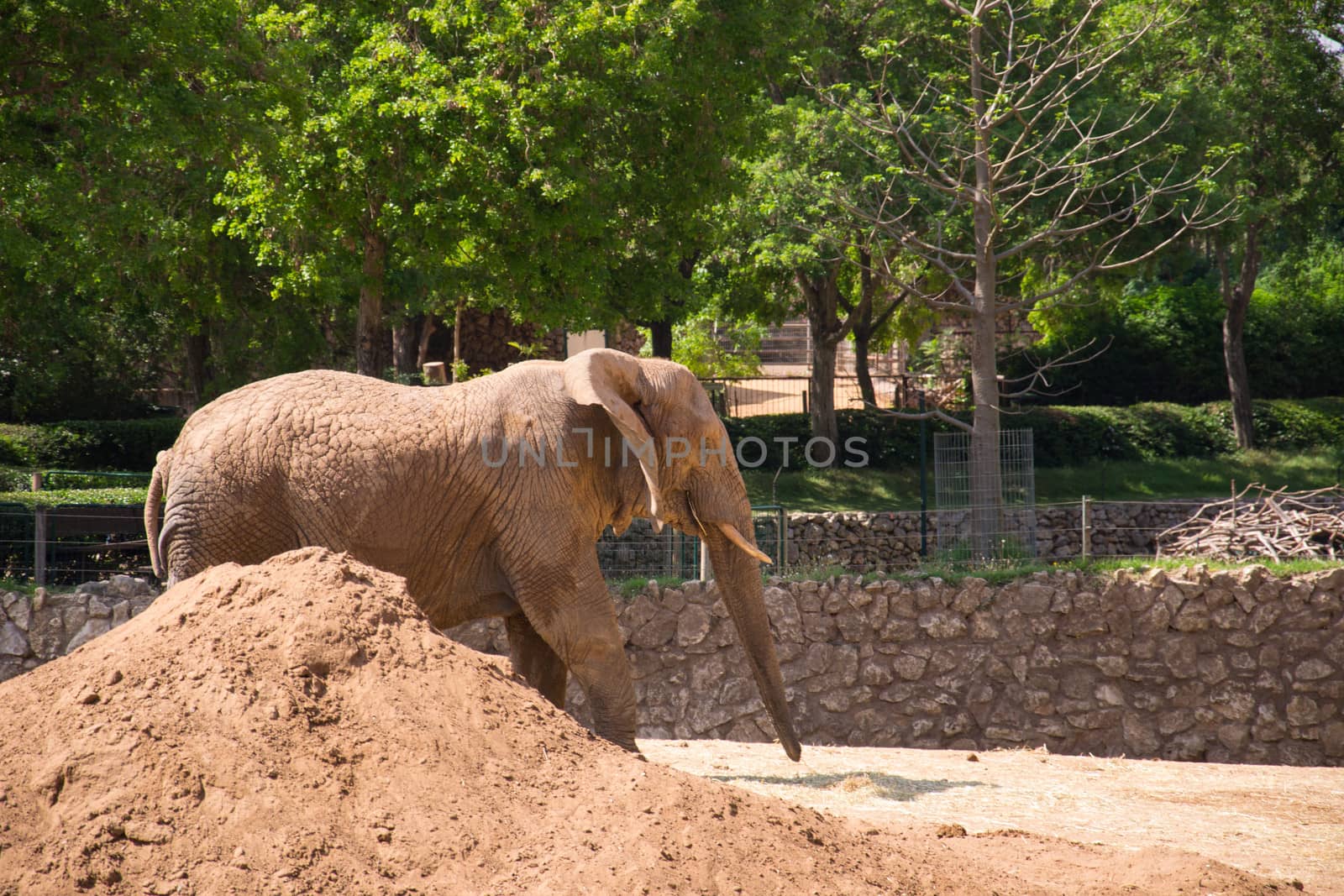 A male elephant walking calmly in the zoo