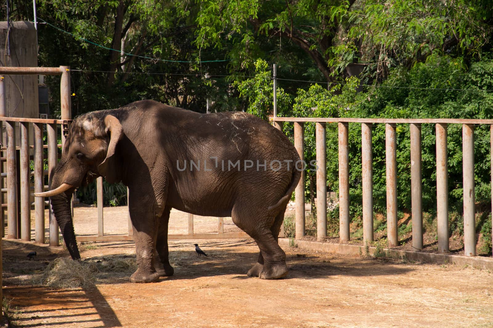 An elephant eating  by slavamalai