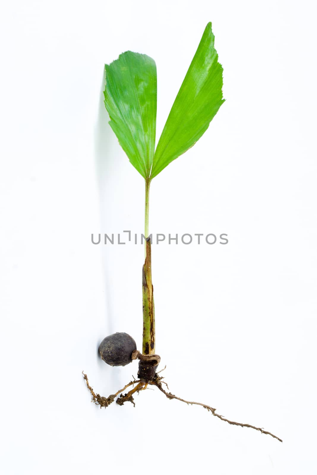 Young palm seedling