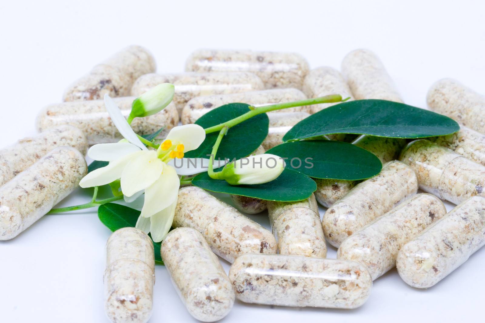 flowers ,Leaves and Capsule of Moringa on white