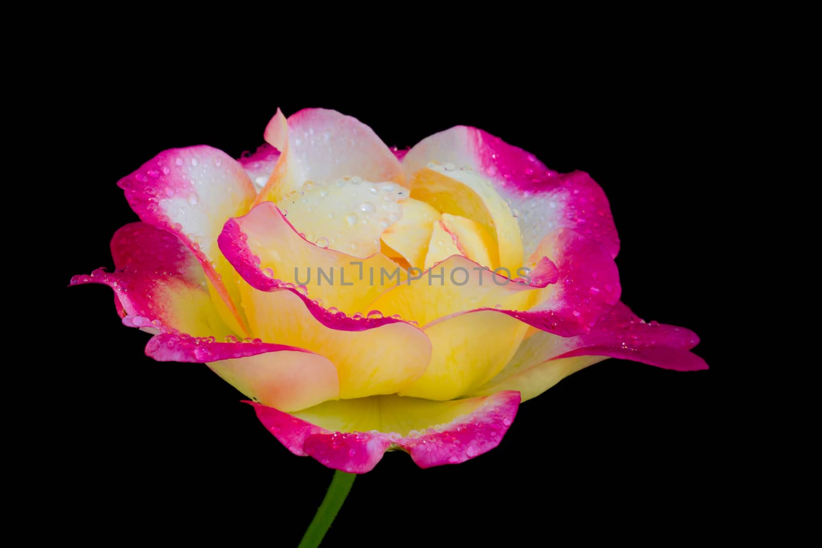 Beautiful rose isolated on black by myrainjom01
