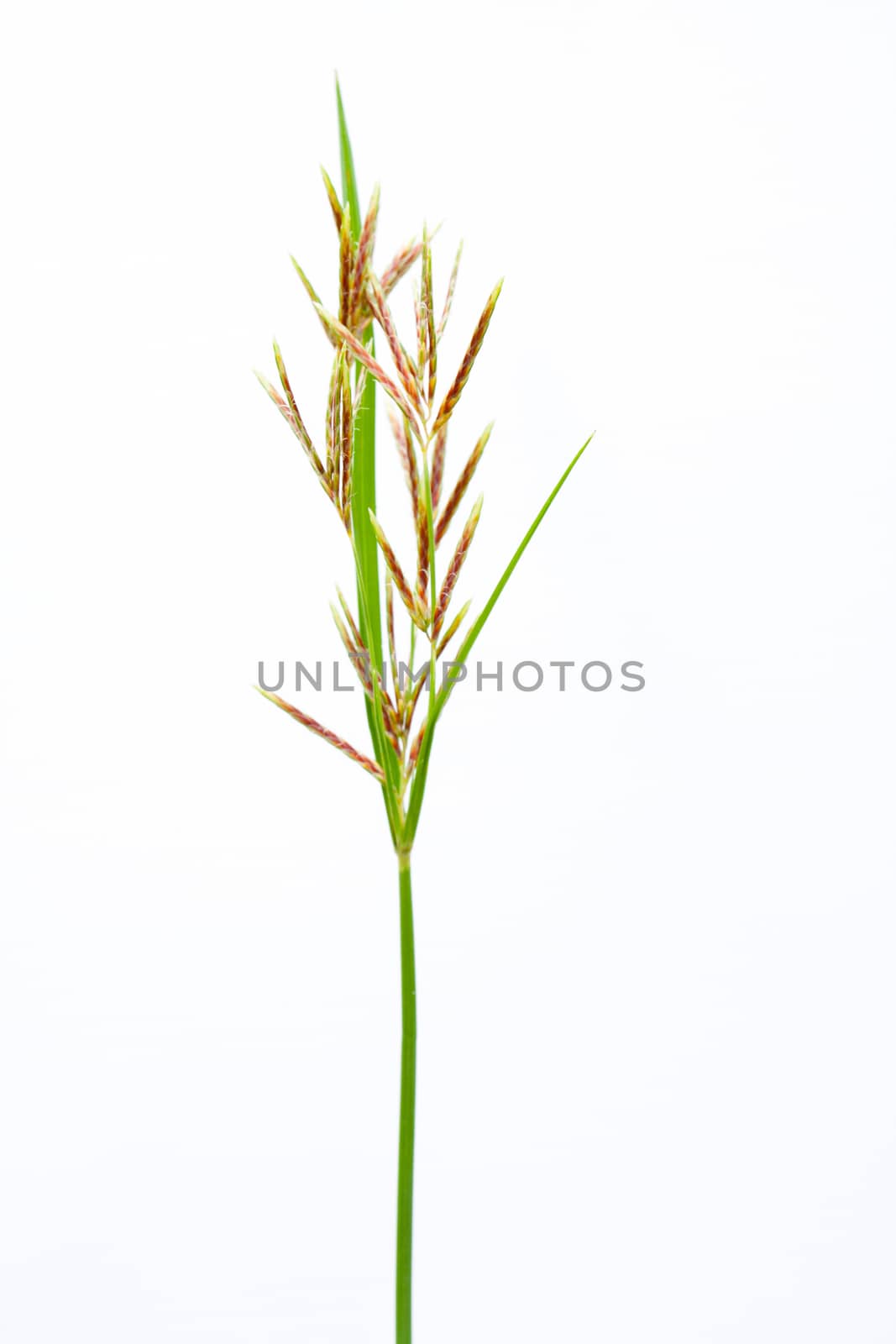 long grass meadow closeup on white isolate background by myrainjom01