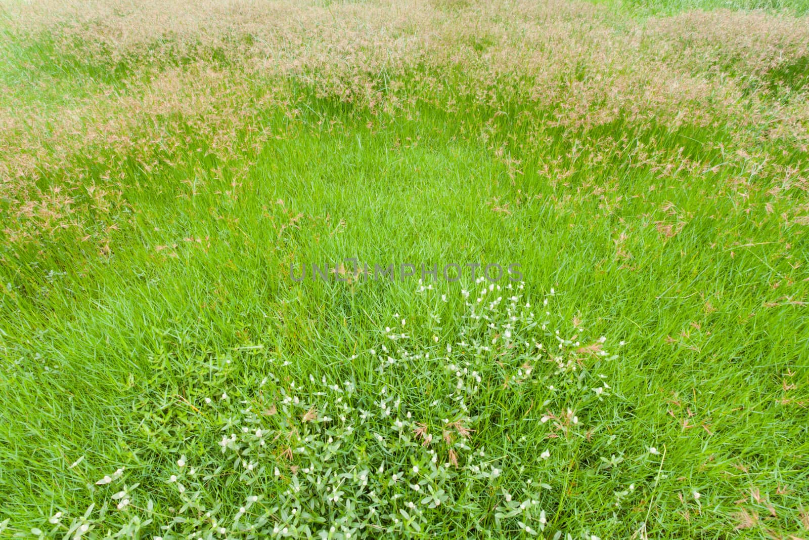 Green grass background texture