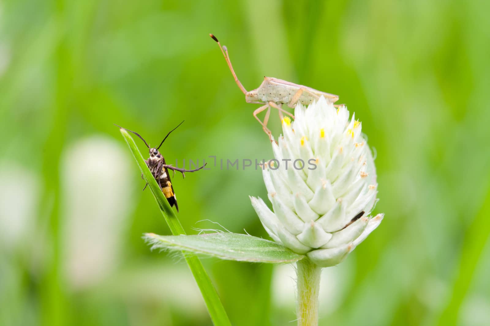 2 bugs on the Amaranth flower by myrainjom01