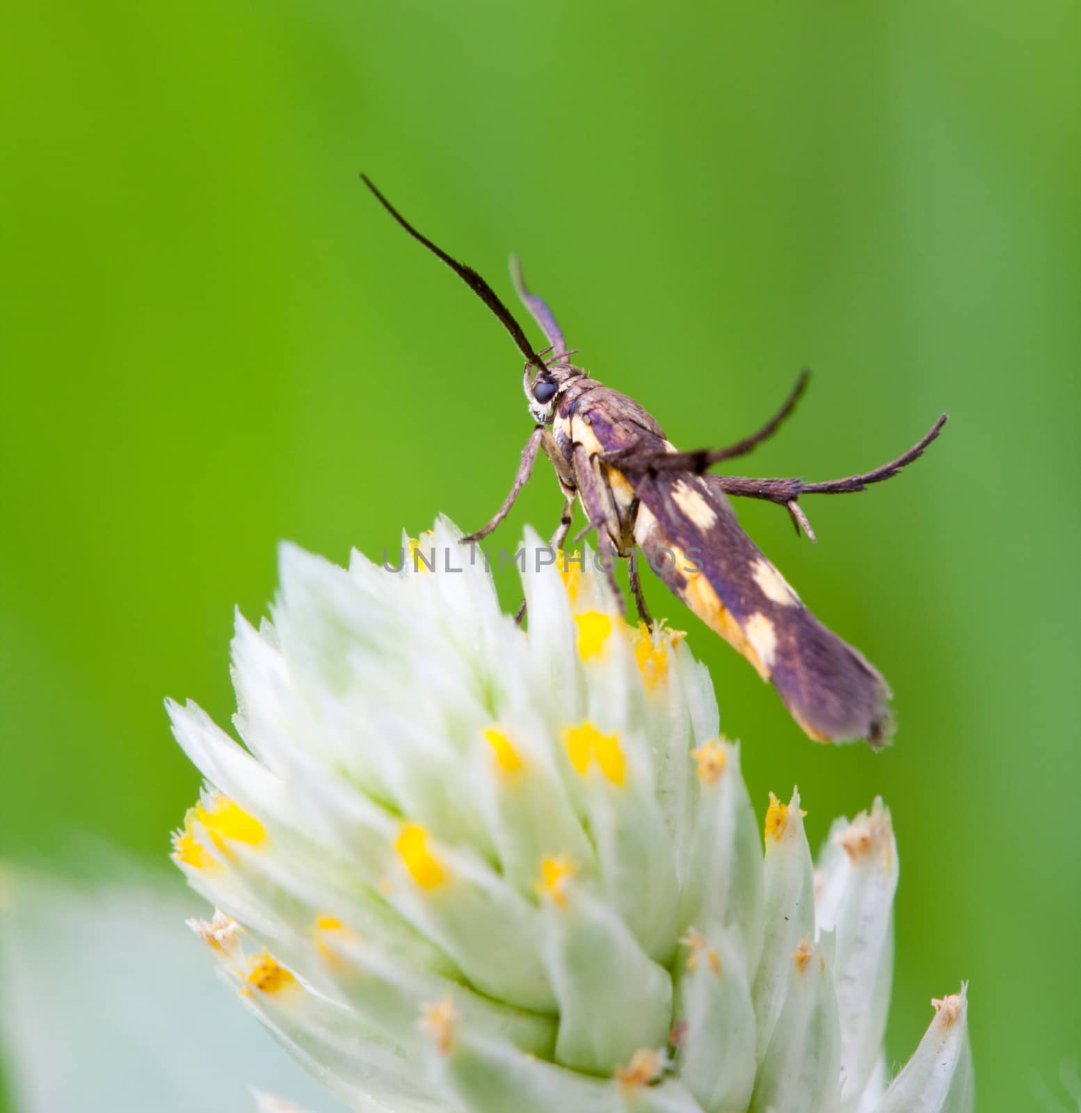 honey insect collects flower nectar