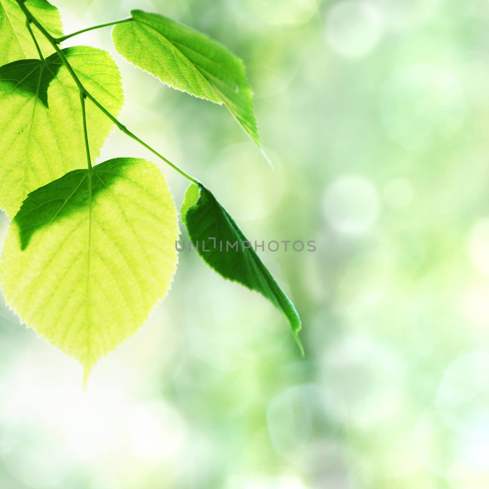 Beautiful leaves by Yellowj