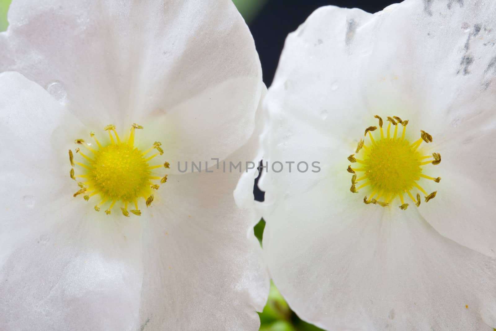 white flower by myrainjom01