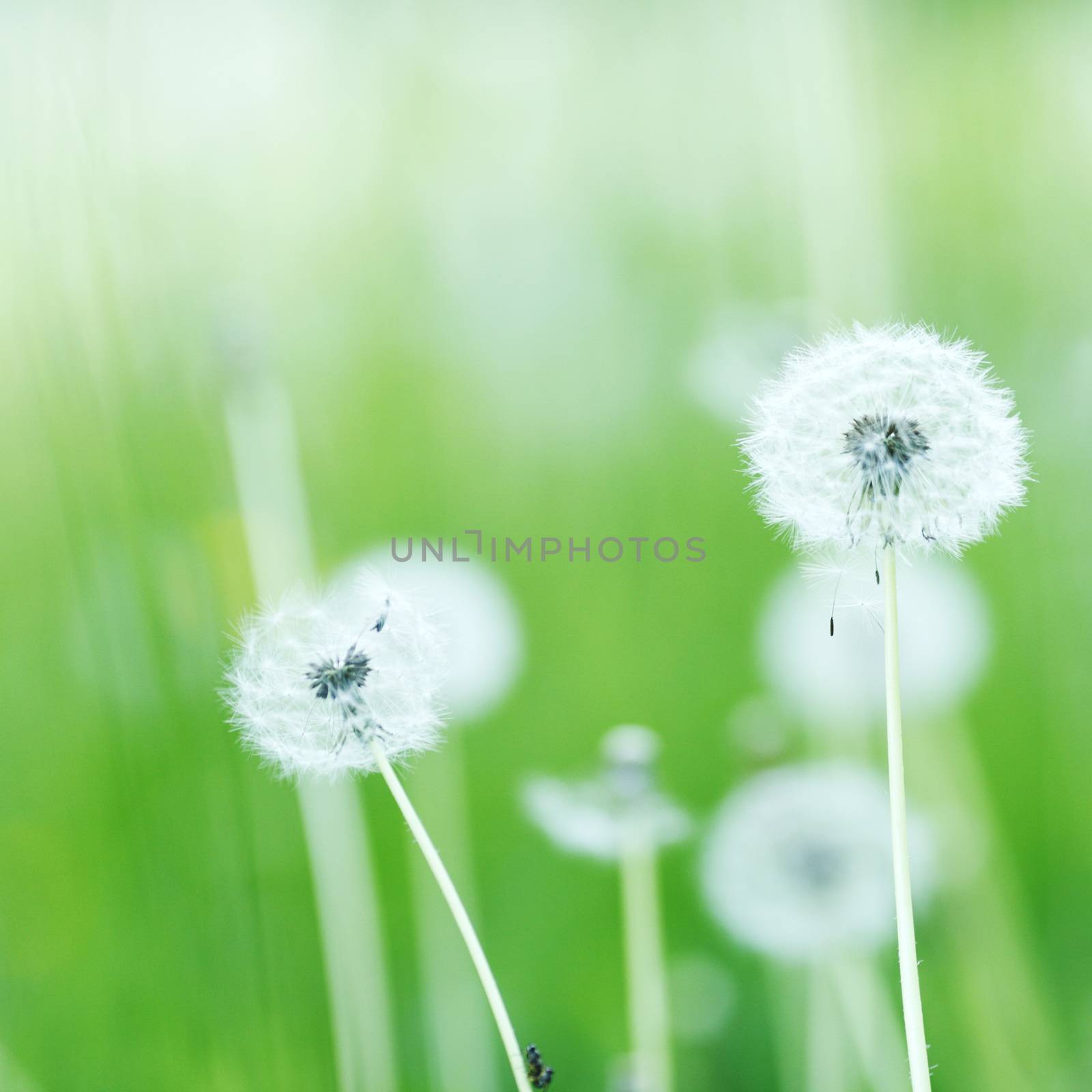 Beautiful white dandelion flowers close-up