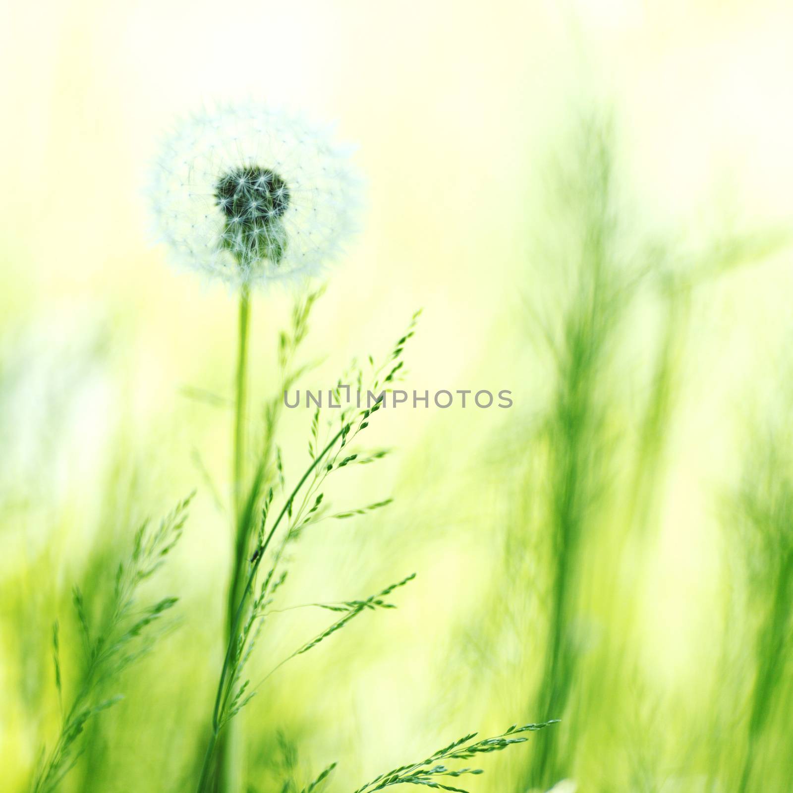 White dandelion by Yellowj