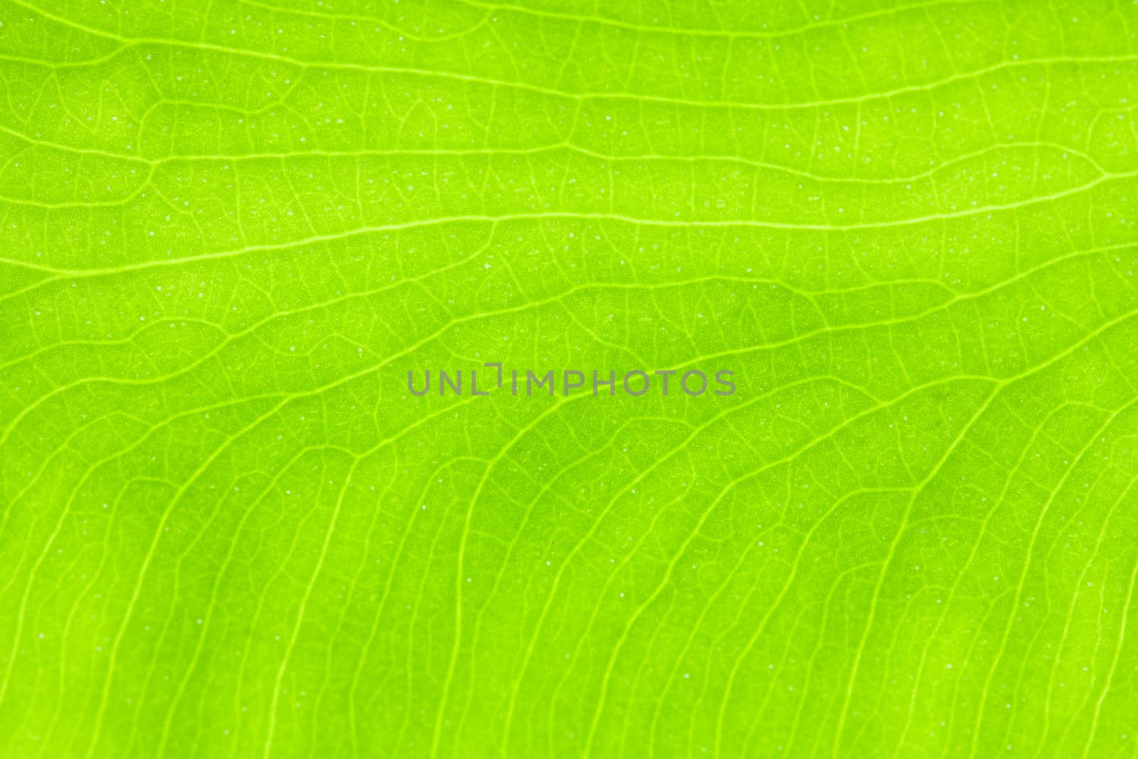 Green leaf background texture, macro