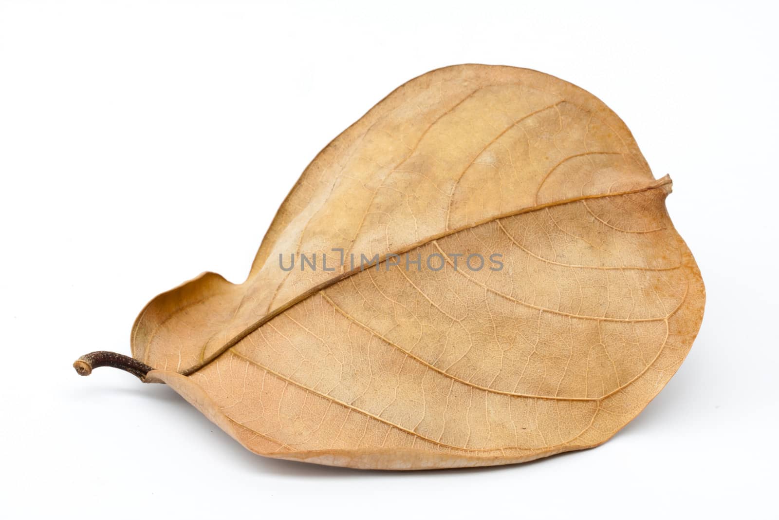 brown leaf with long tale isolated on white