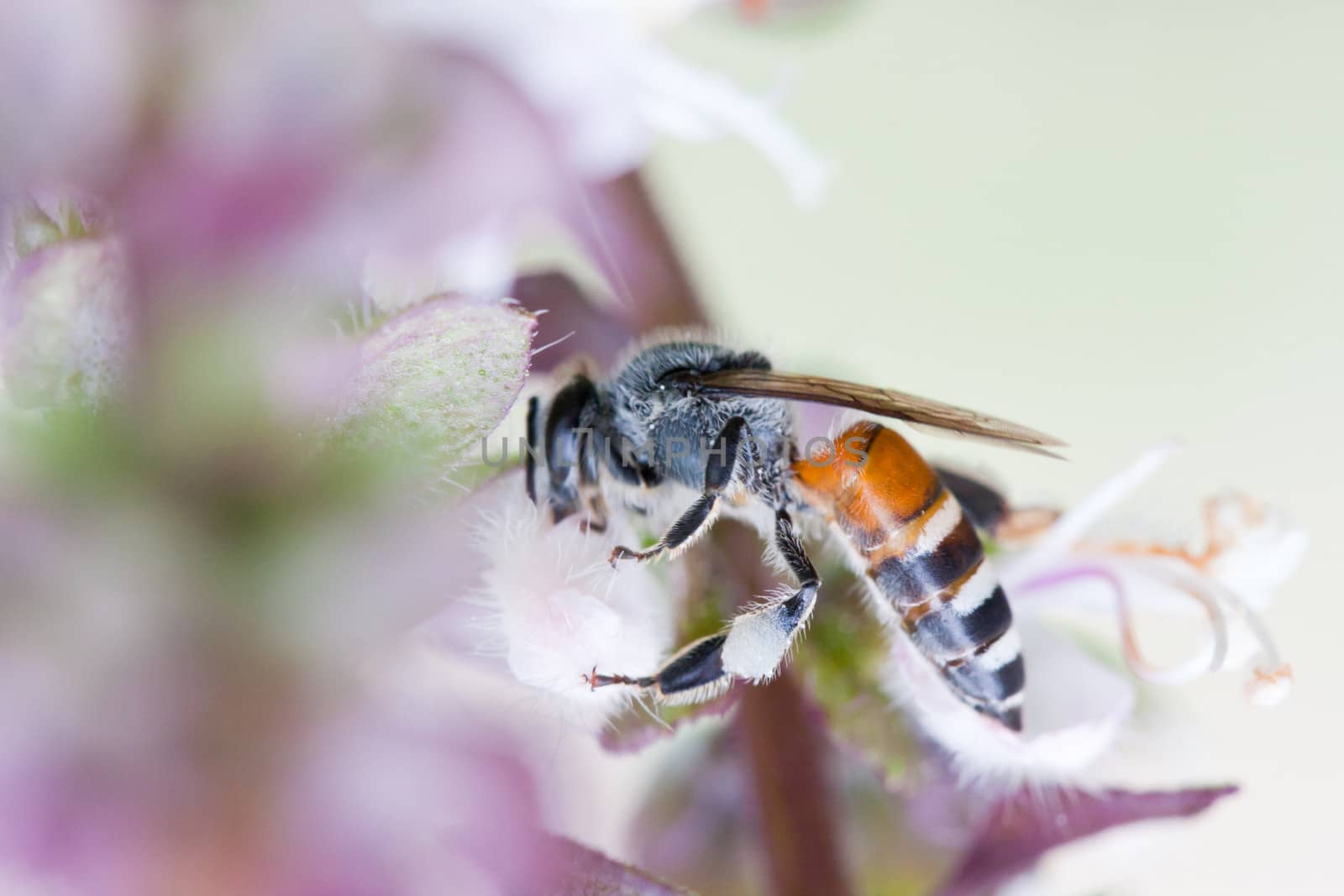 honey bee collects Basil flower nectar