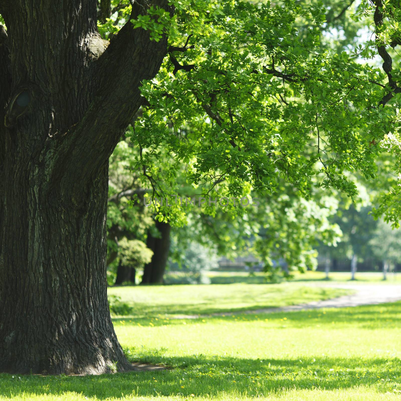 Beautiful oak tree in park at sunny day