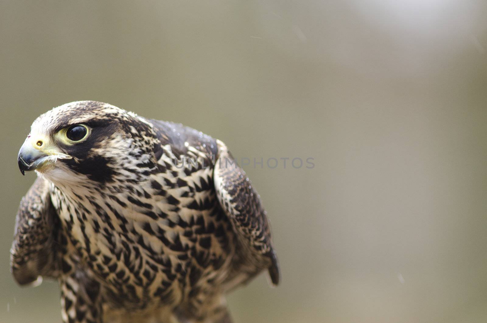 Detail of a young Merlin, Falco columbarius 