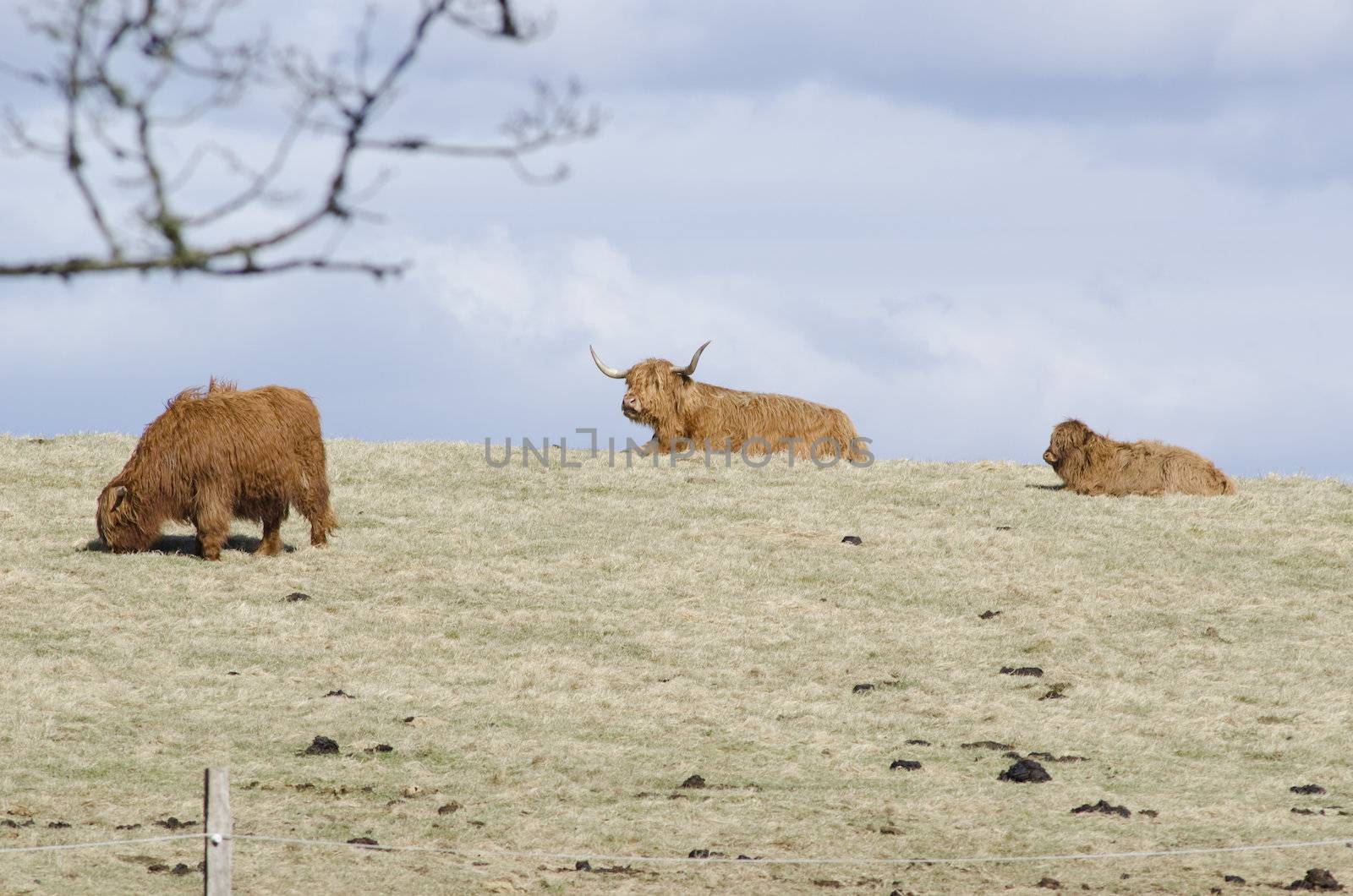 Highland cattle a scottish breed of cattle with long horns