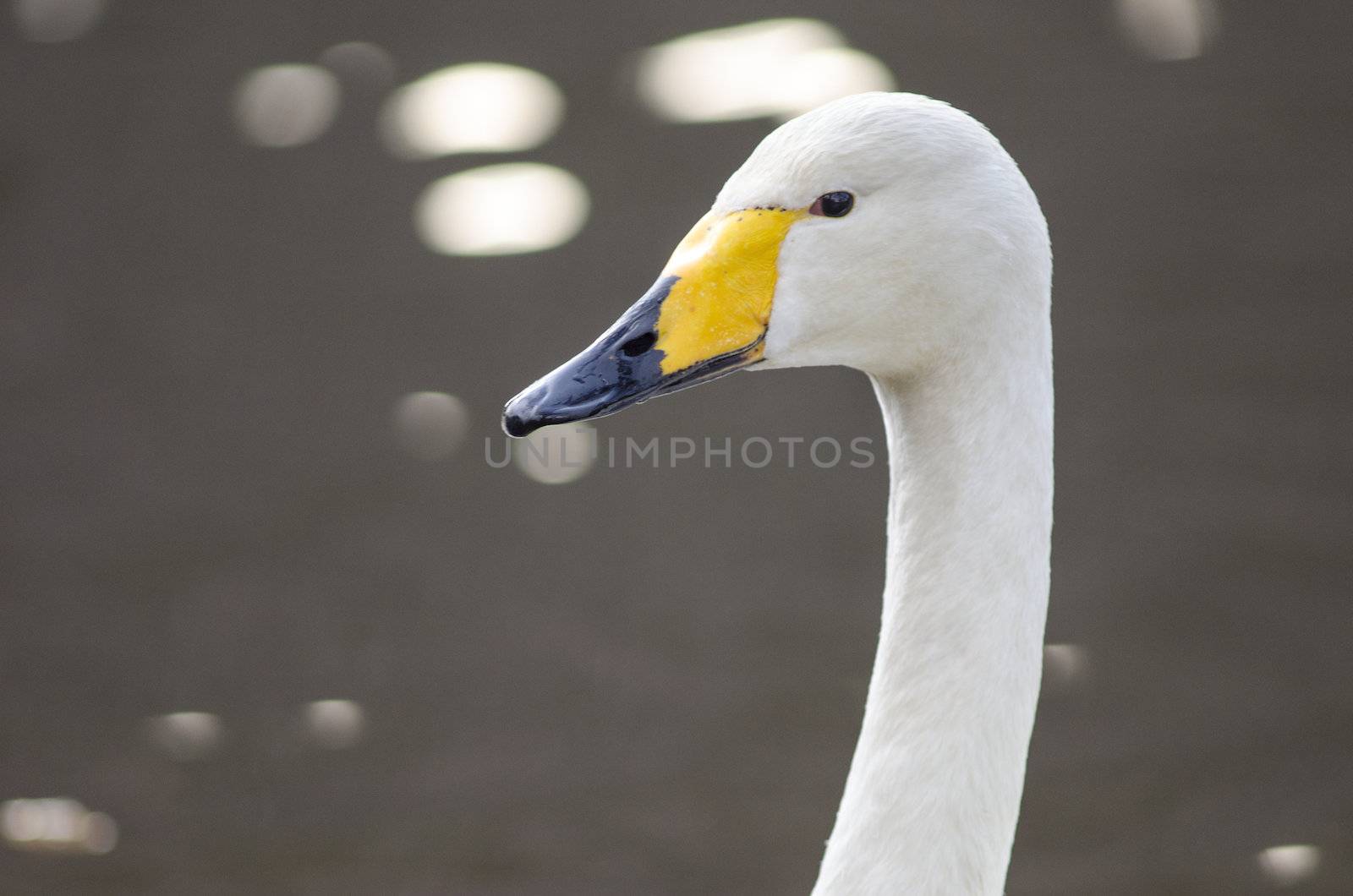 Head of a Whooper Swan by Arrxxx