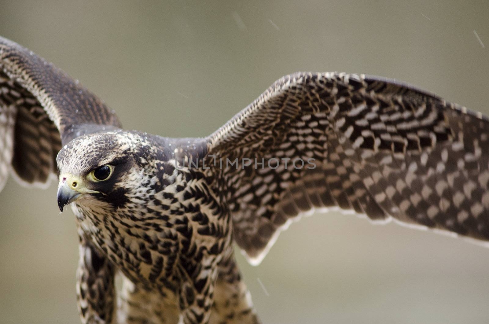 Detail of a young Merlin, Falco columbarius 