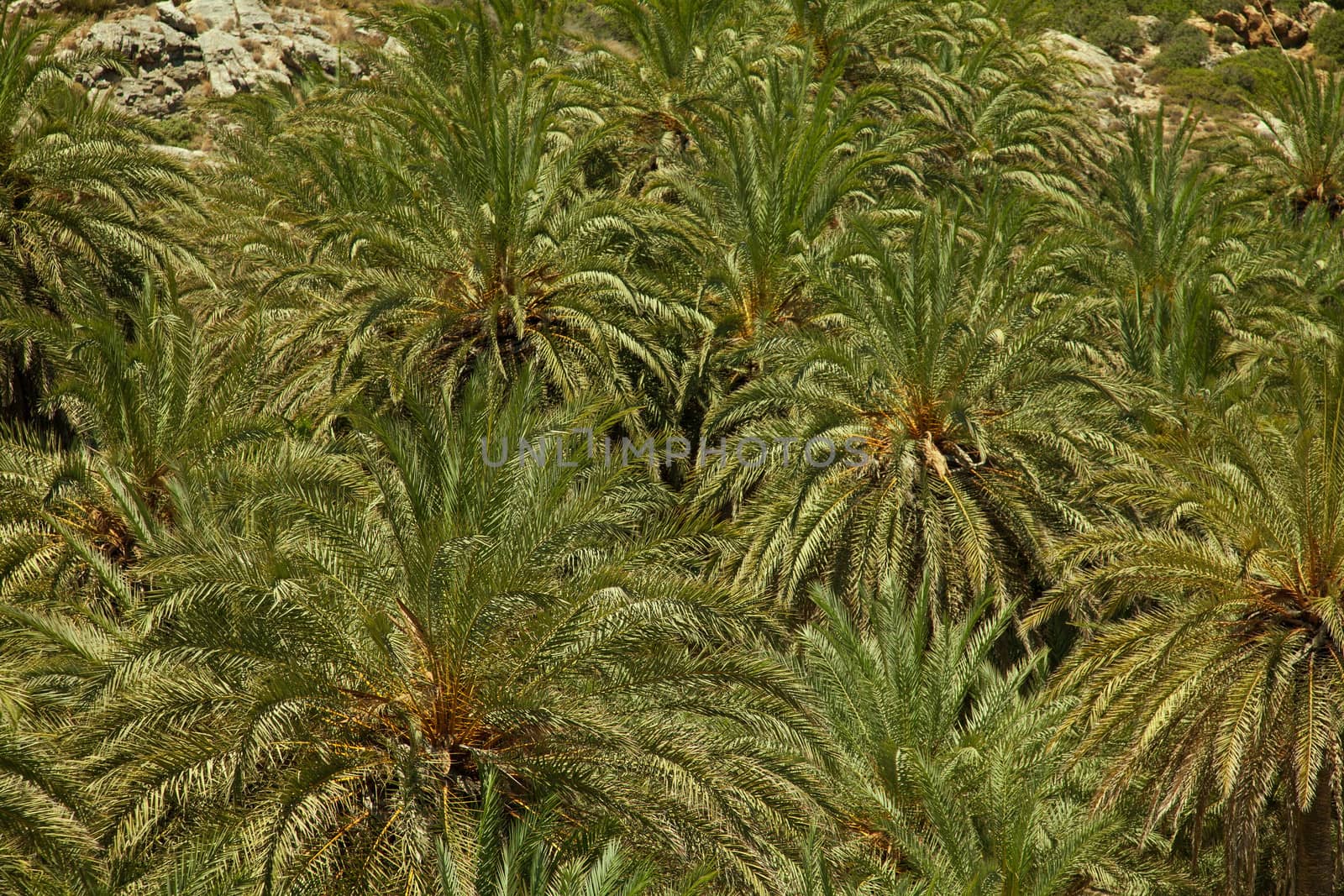 Texture of palm trees growing in biggest in Europe palm forest Vai on Crete, Greece 