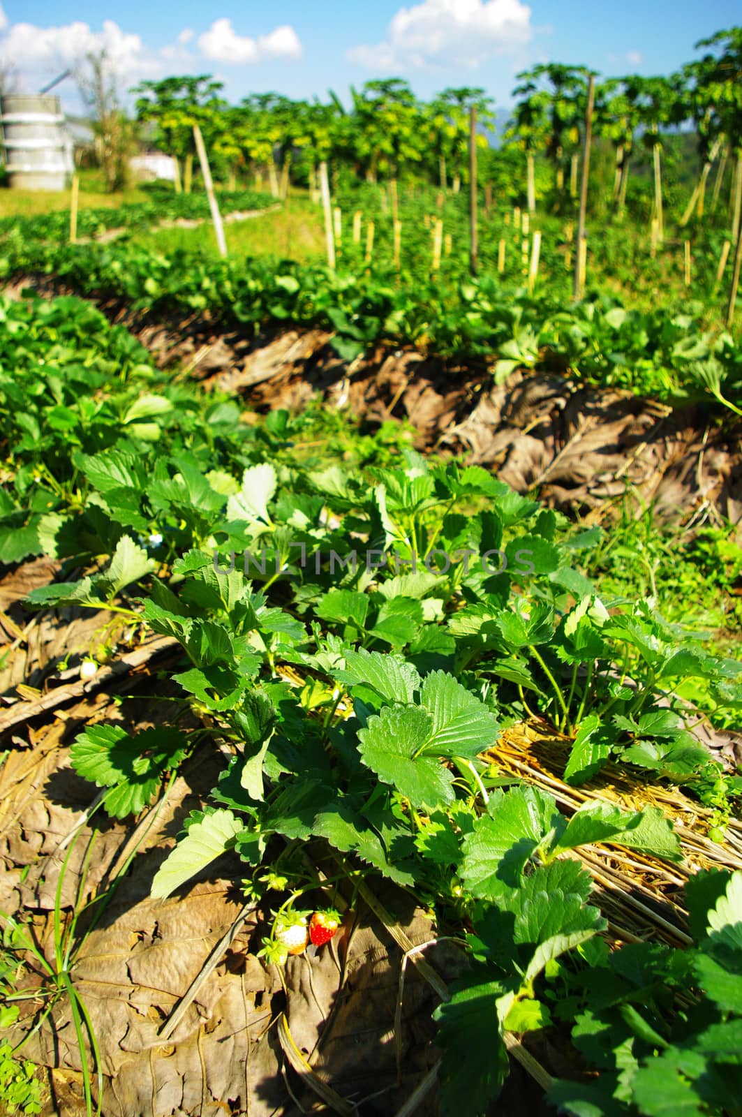 Strawberry plant in the farm, Thailand