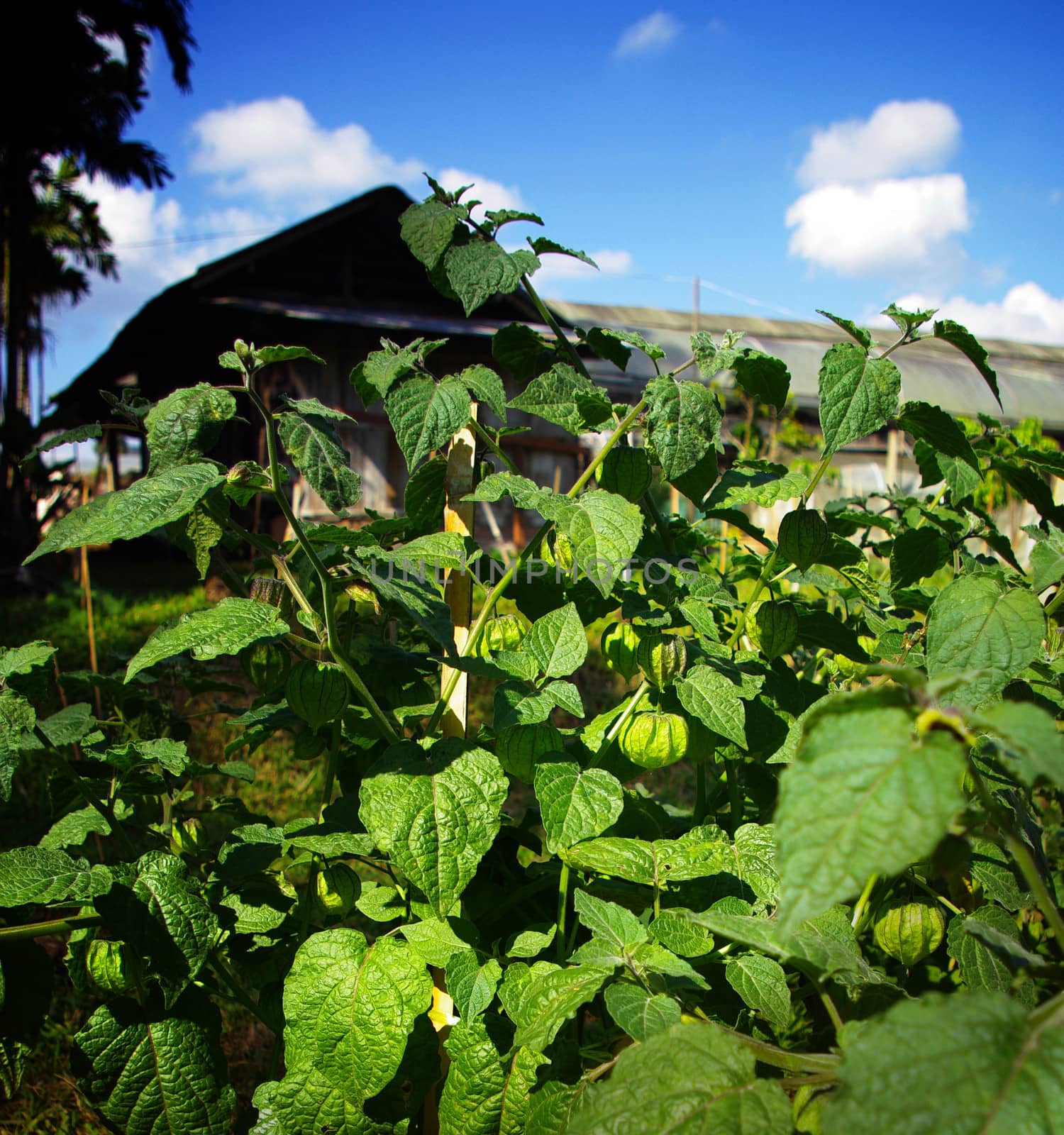 Cape gooseberry tree farm by pixbox77