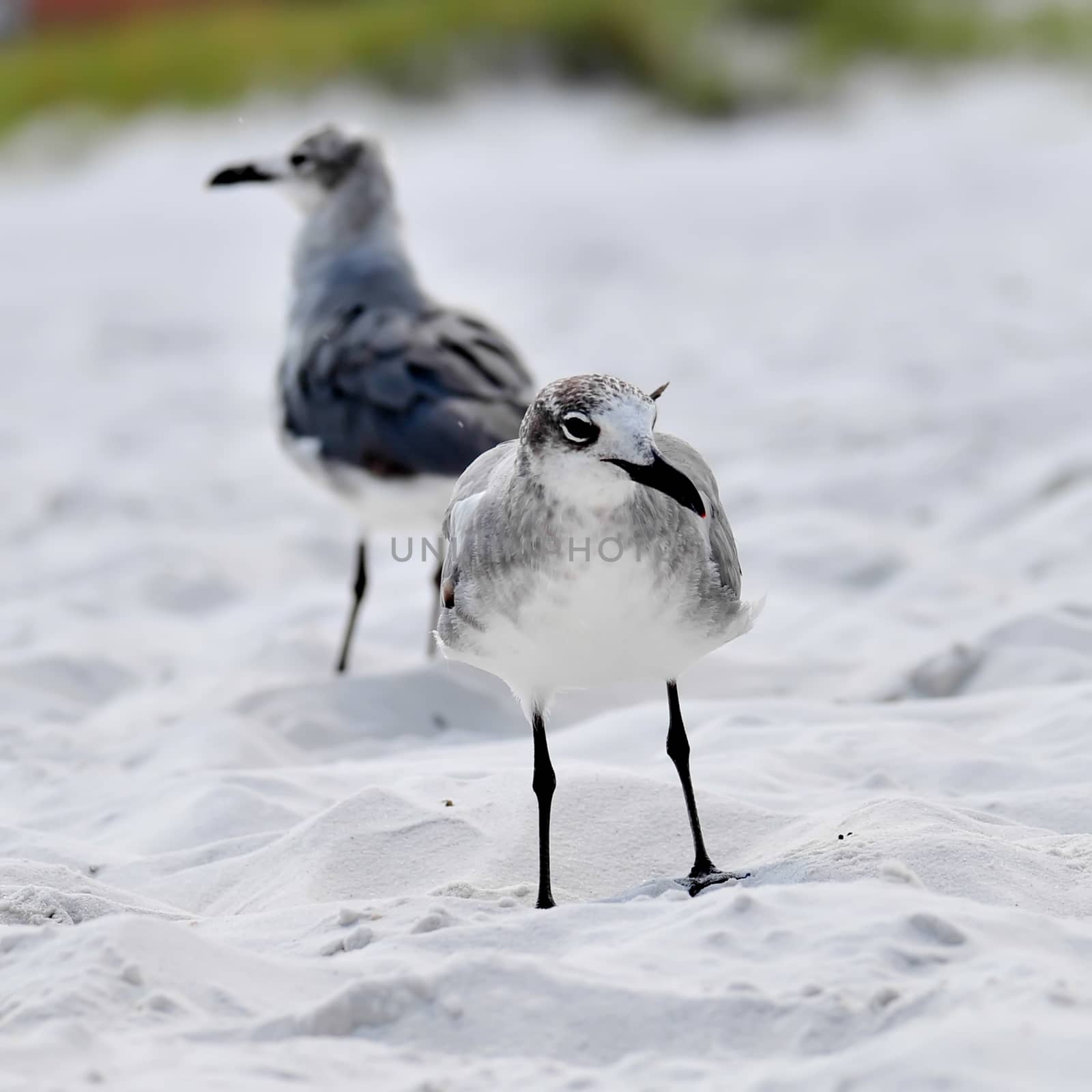 seagulls on beach sand looking for food