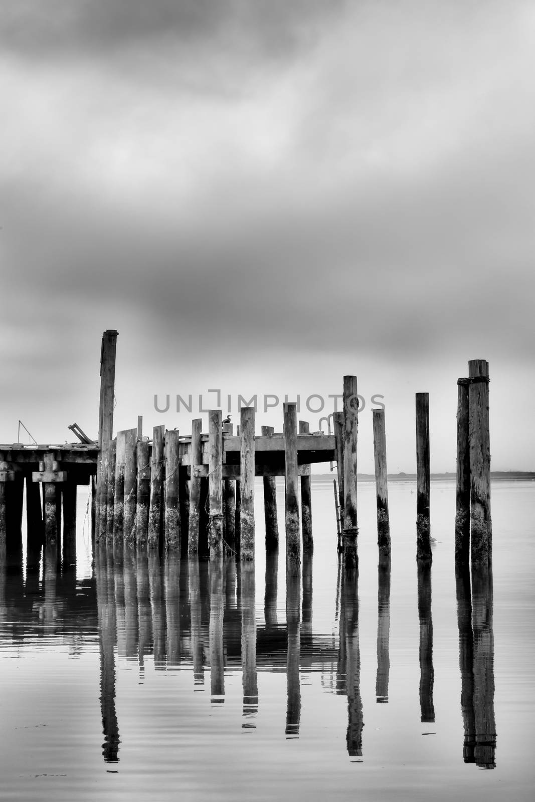 Vertical Reflection of Weathered Pier in Black and White at Bodega Bay