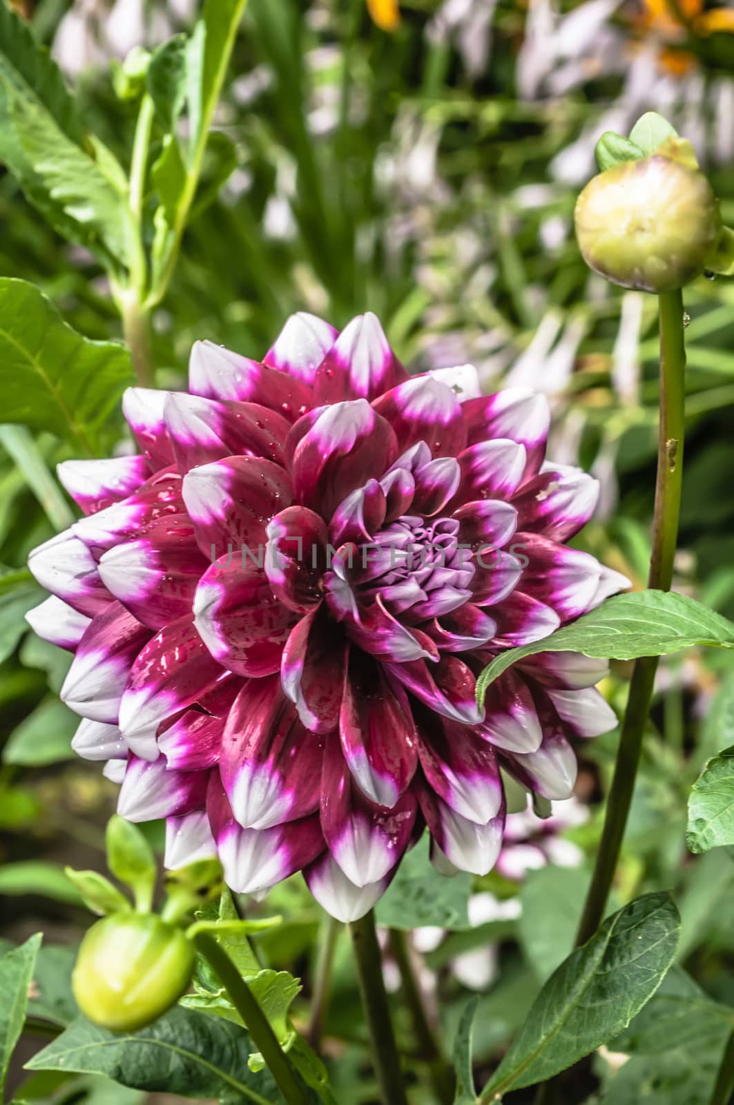 Close up photo of a red and white dahlia flower