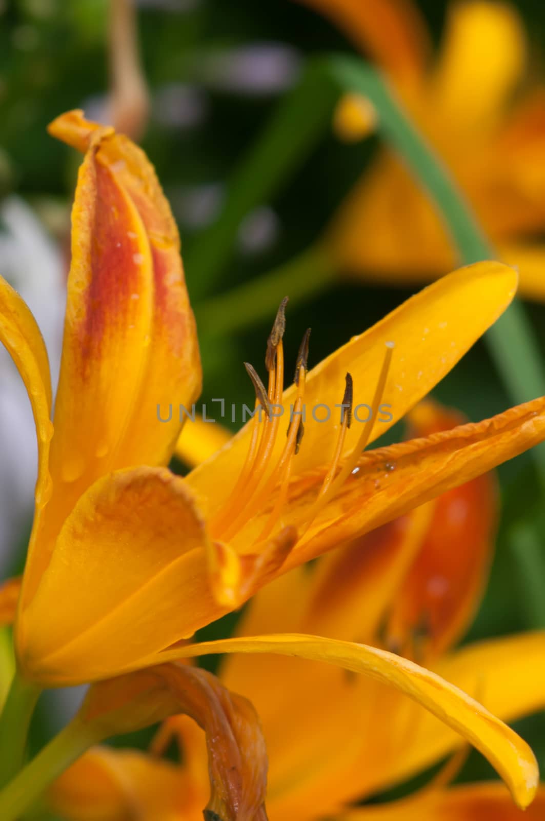 Orange bud of day-lily flower