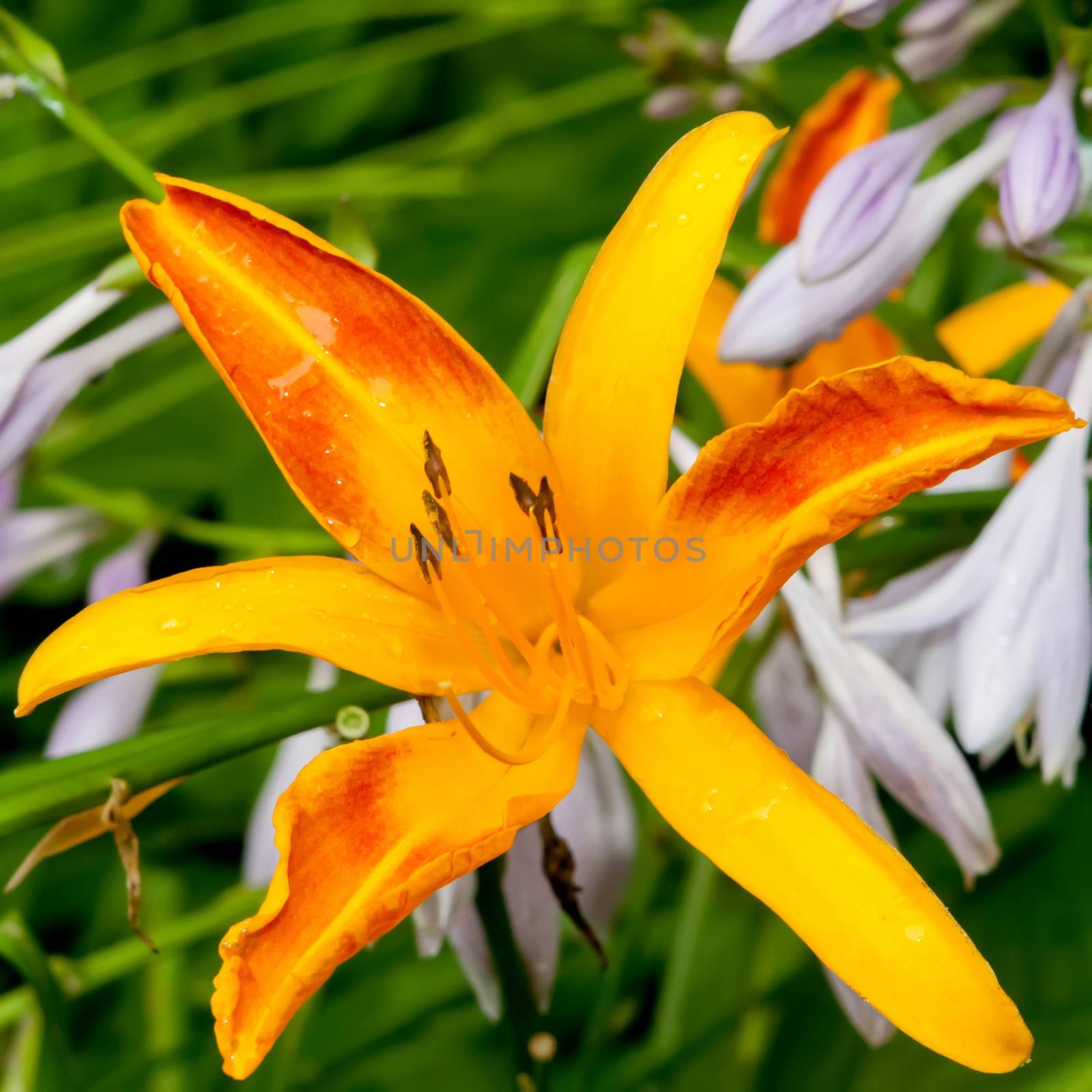 Orange bud of day-lily flower by digidreamgrafix