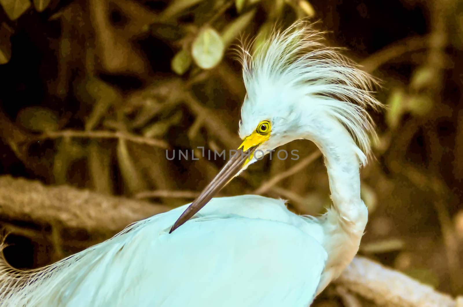 white egret by digidreamgrafix