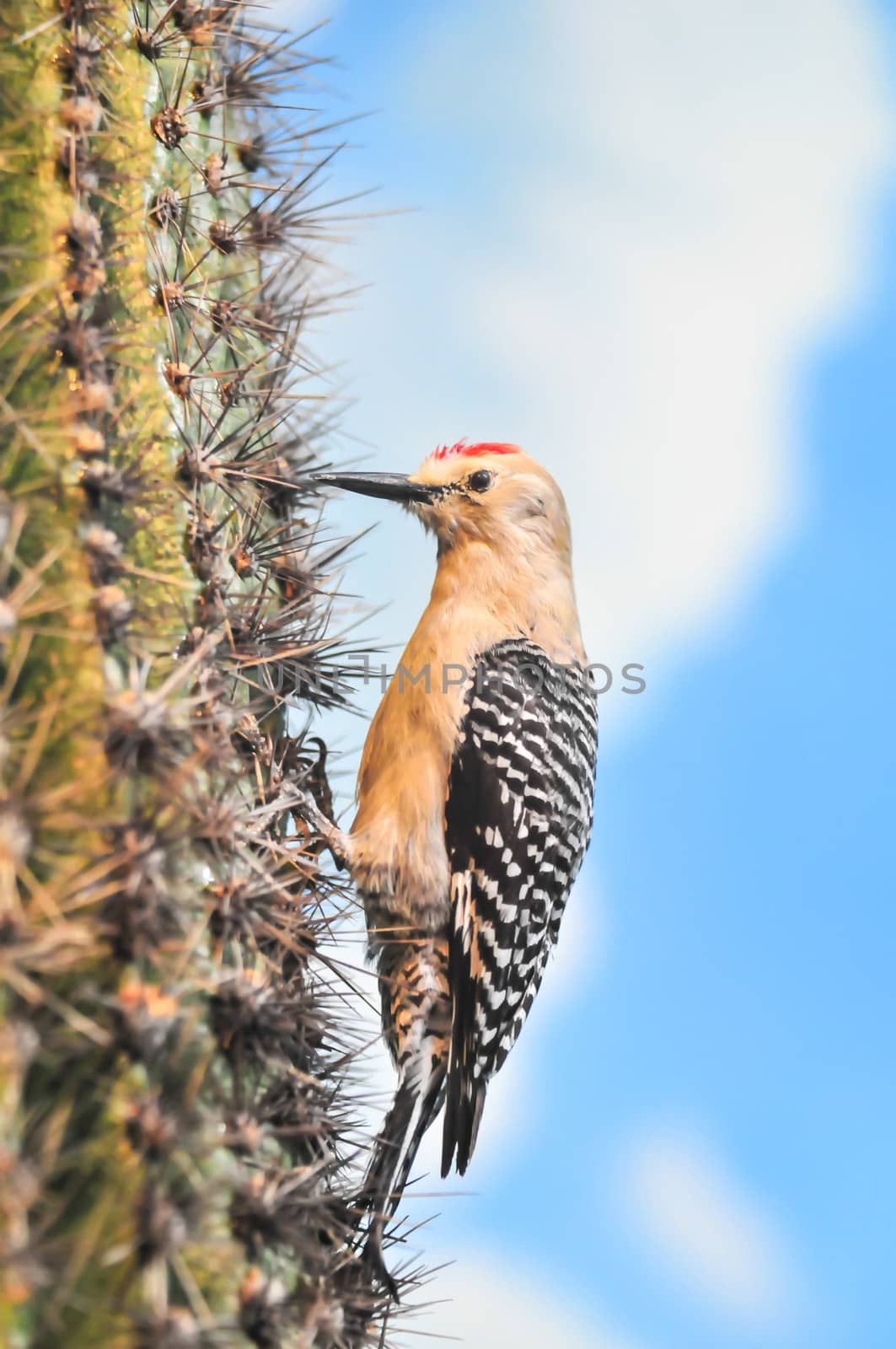 Gila Woodpecker on Saguaro Cactus Flower