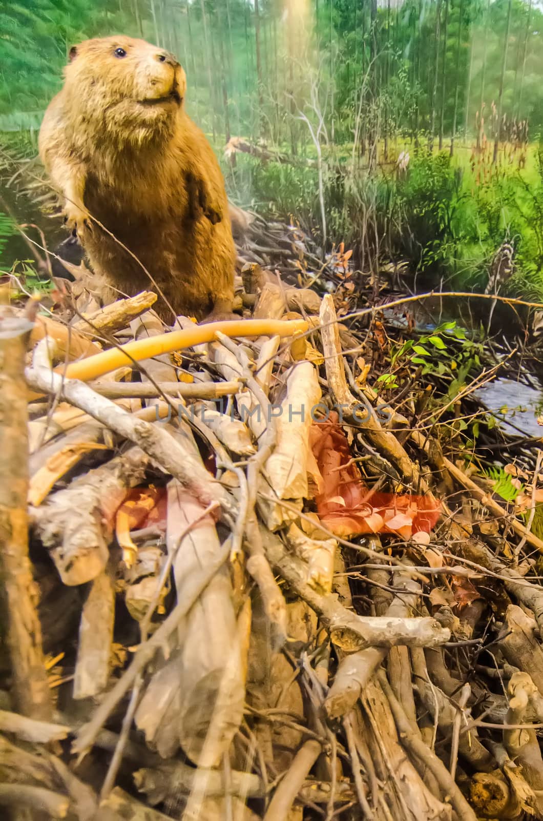 beaver sitting on dam