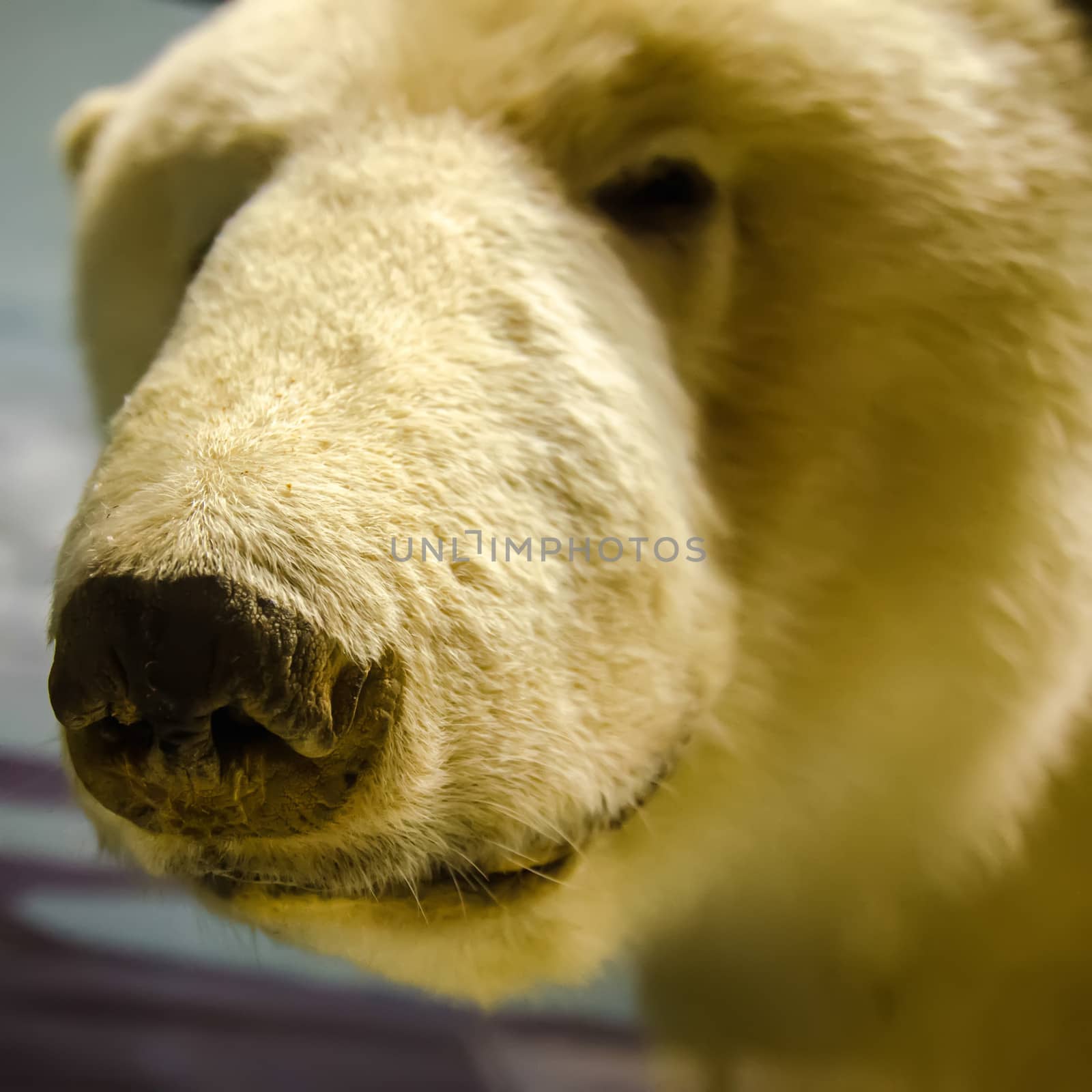 a portrait of a polar bear - nose close up