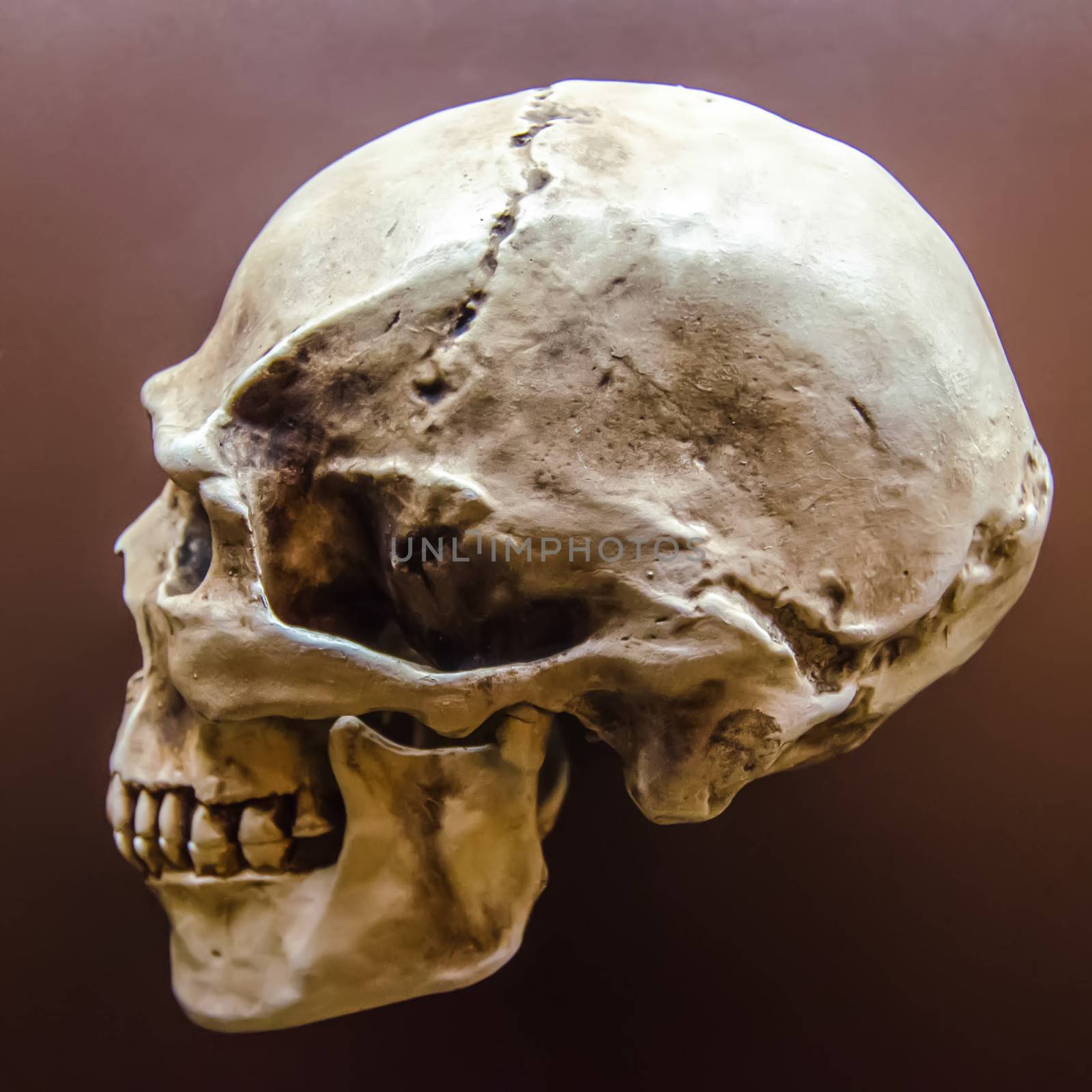 Side profile view of human skull   by digidreamgrafix