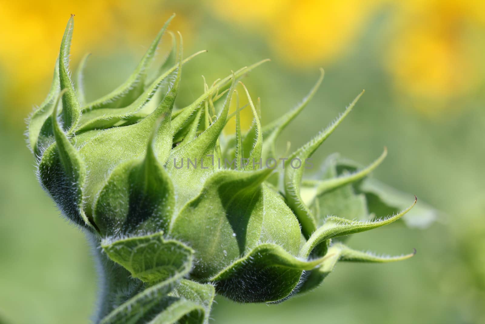 closed sunflower close up summer nature background by goce