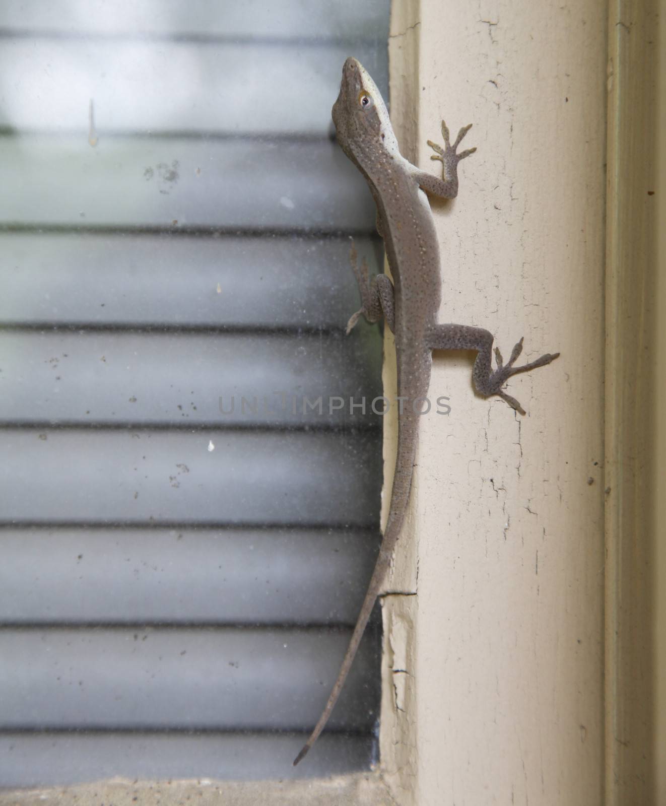 Brown anole lizard climbing window frame