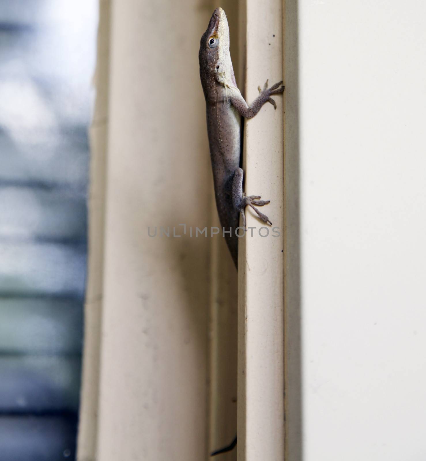 Brown anole lizard climbing window frame